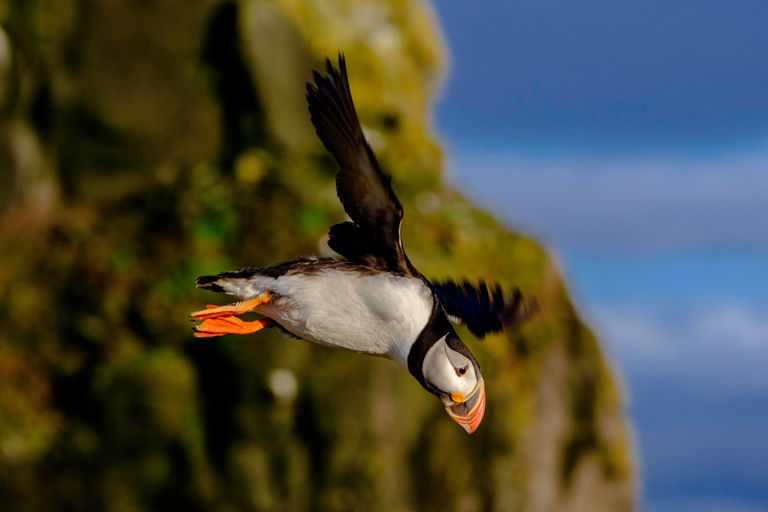 Reykjavik: Puffin Watching Tour