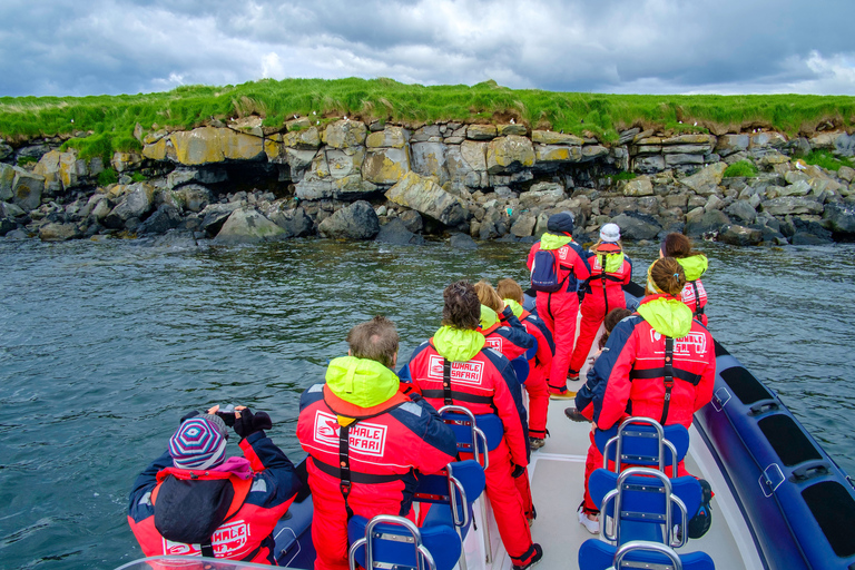 Reykjavik: Tournée d'observation des macareux