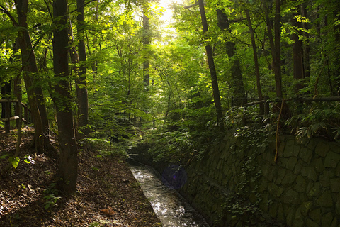 Sapporo: Mt. Maruyama Hike & Okurayama Ski Jump