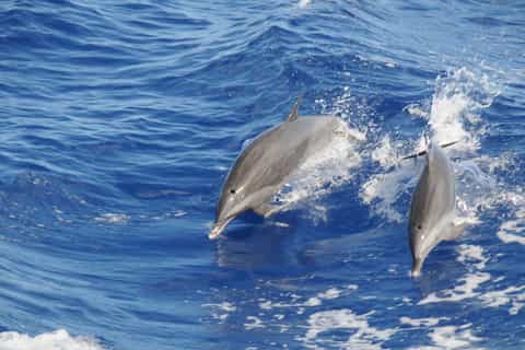 Whale Watching & Dolphin Spotting off St. Lucia