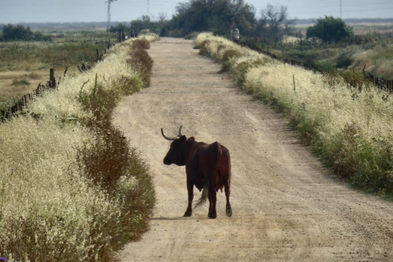 Doñana National Park: 2-dniowa wycieczka z Sewilli