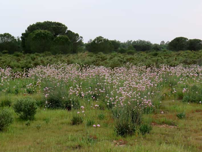 Doñana-Nationalpark: 2-Tages-Tour ab Sevilla