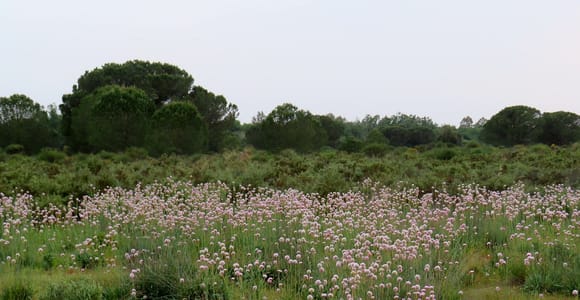 Doñana National Park: 2-Day Tour from Seville