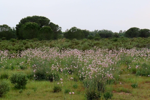 Parc national de Doñana: visite de 2 jours au départ de Séville