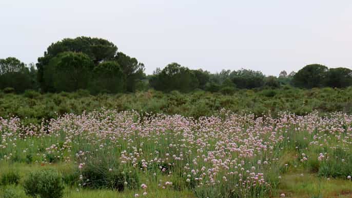 doñana national park 2day tour from seville