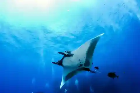 Kona: Avventura di snorkeling notturno con le mante