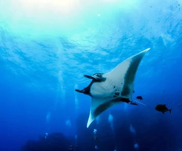 Kona: Manta Ray Night Snorkel Adventure