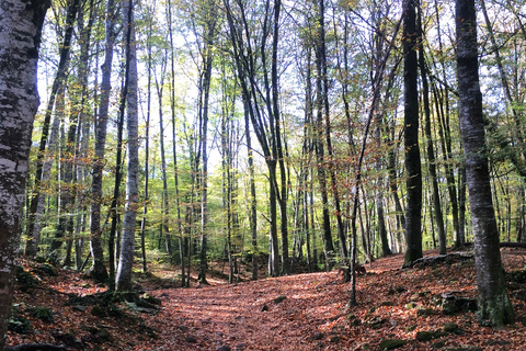 From Barcelona: Medieval Villages and Volcanic Hiking Tour La Garrotxa Volcanic Zone National Park Hike and Besalú Tour