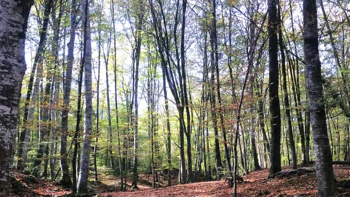 from barcelona medieval villages and volcanic hiking tour