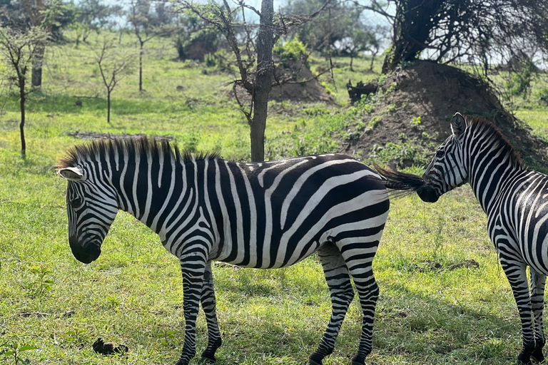 Entebbe: Nationaal Park Lake Mburo, Equator Tour &amp; Rondvaart