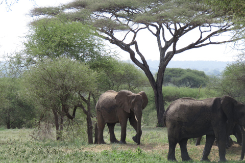 Zwei Tage Safari nach Tarangire &amp; Ngorongoro Krater