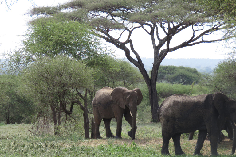 Zwei Tage Safari nach Tarangire &amp; Ngorongoro Krater