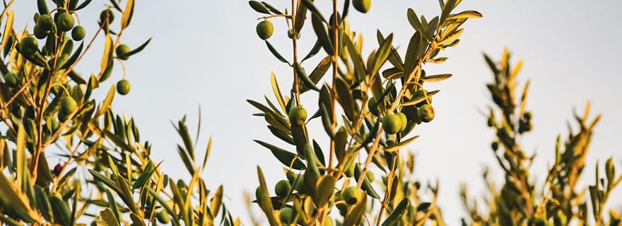 Usine d'huile d'olive + vignobles + déjeuner Asado (journée complète)