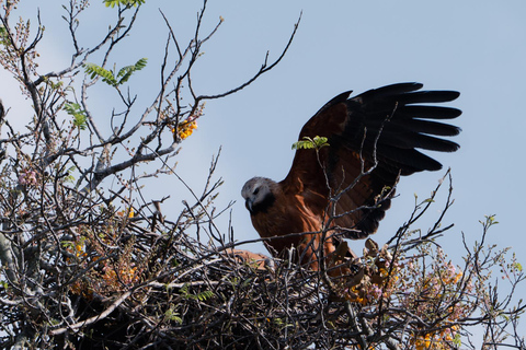 São Paulo: 3-Day Eco Safari Experience in the Pantanal