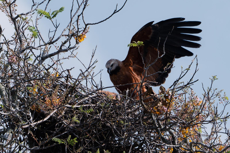 São Paulo: 3-Day Eco Safari Experience in the Pantanal