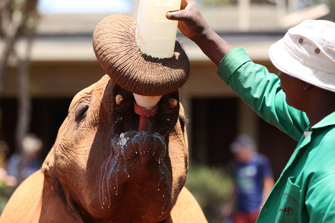 Nairobi: David Sheldrick Olifantenkwekerij Tour