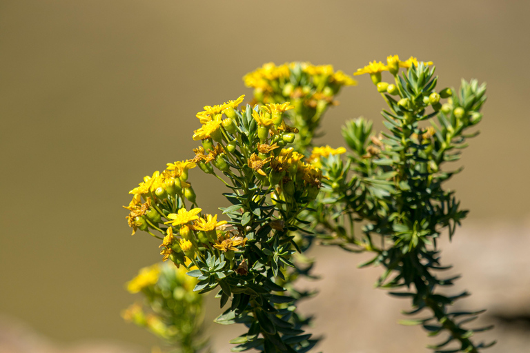 Von Underberg aus: Sani Pass Private Tagestour