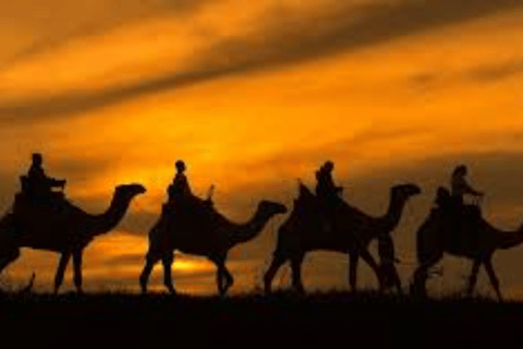 Camelback Wildlife Safari with Transfers & Meal from Nairobi 2-Hour Camelback Wildlife Safari with Transfers & Meal