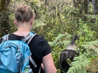 Tracciamento gorilla di pianura di 4 giorni in Congo (DRC) da KGL Ruanda - Housity
