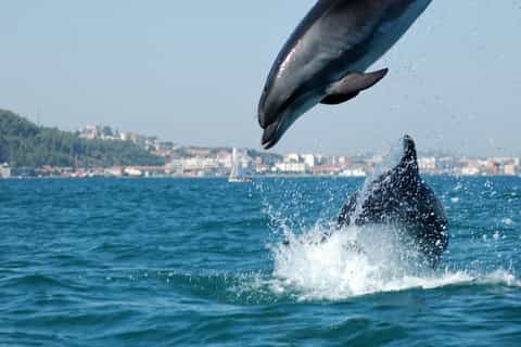 arrábida dolphins jeep safari fullday tour