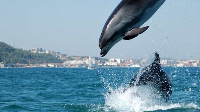 arrábida journée de safari en 4x4 et dauphins
