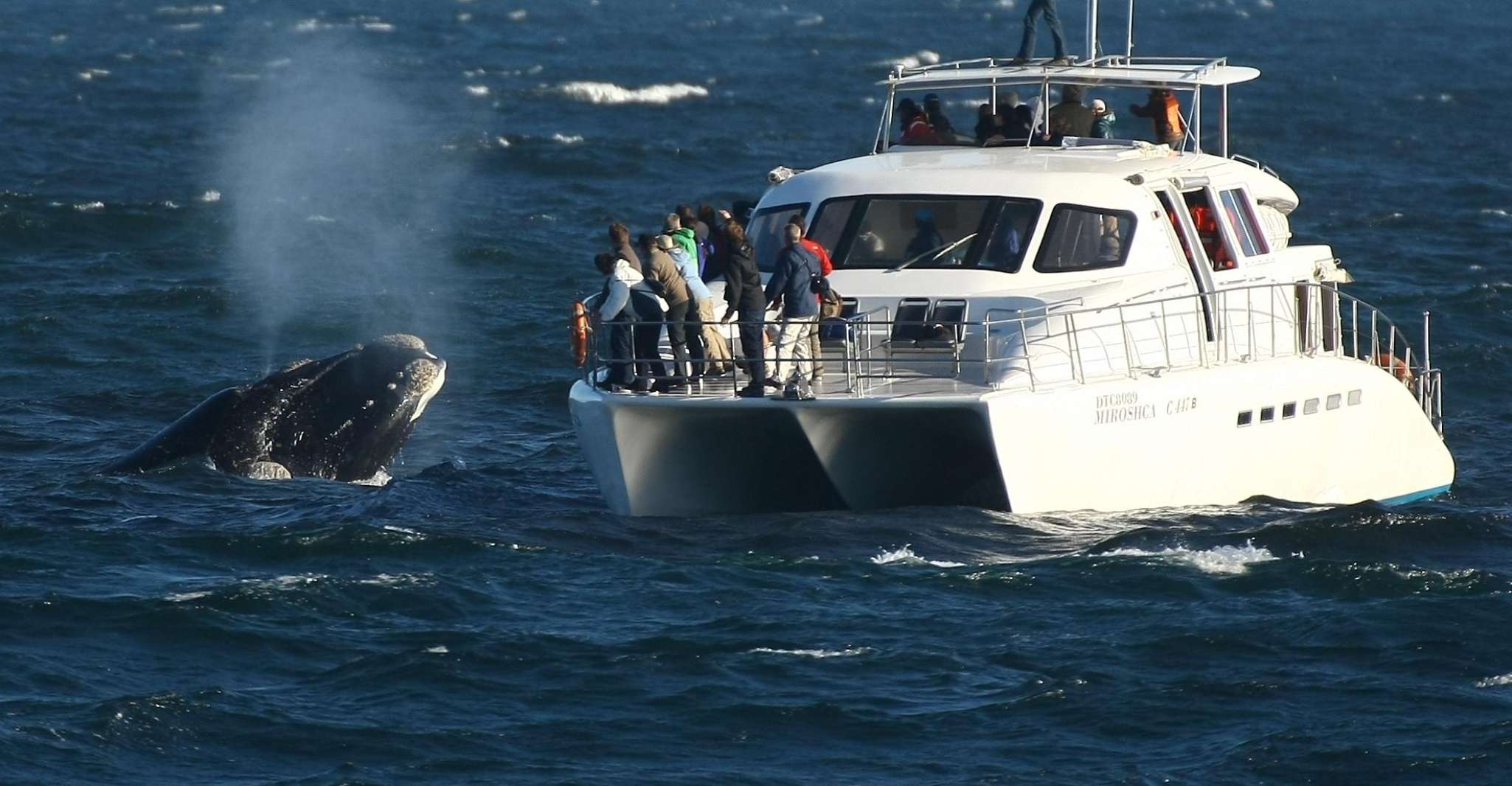 Hermanus, Whale and Dolphin Watching Boat Trip - Housity