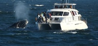 Hermanus, Whale and Dolphin Watching Boat Trip - Housity