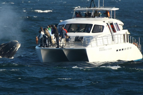 Hermanus: Gita in barca per l&#039;osservazione di balene e delfiniHermanus: giro in barca con avvistamento di balene e delfini