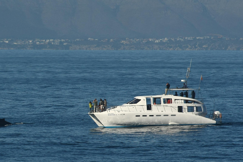 Hermanus: Gita in barca per l&#039;osservazione di balene e delfiniHermanus: giro in barca con avvistamento di balene e delfini