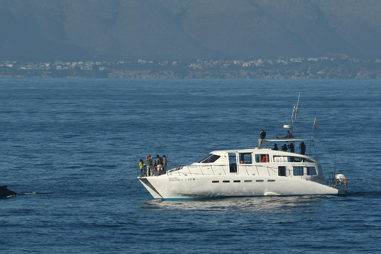 Hermanus: Gita in barca per l&#039;osservazione di balene e delfiniHermanus: giro in barca con avvistamento di balene e delfini