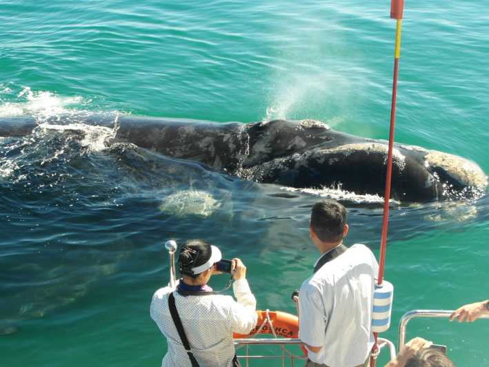 Ab Hermanus: Bootsfahrt zum Delfin- und Whale Watching