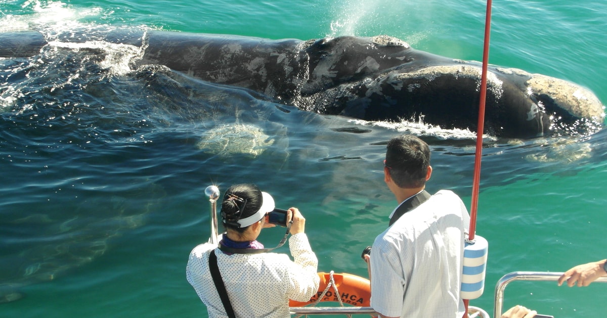 Hermanus: Excursion En Bateau Pour Observer Les Baleines Et Les ...