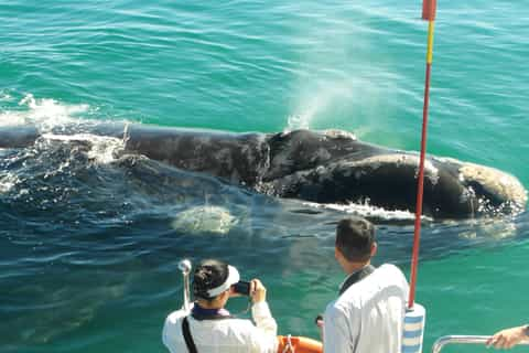 hermanus whale boat trips