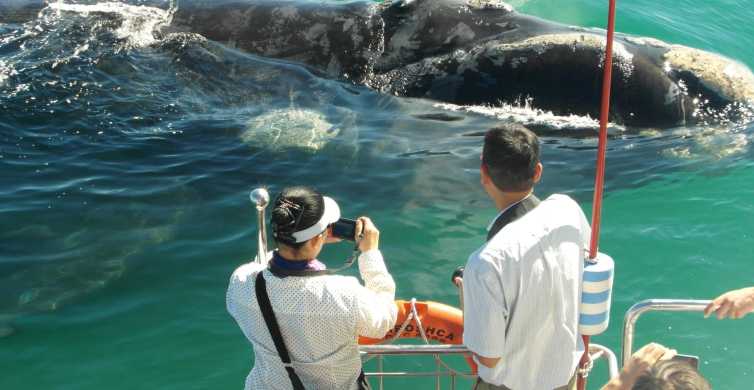 Hermanus: Whale and Dolphin Watching Boat Trip