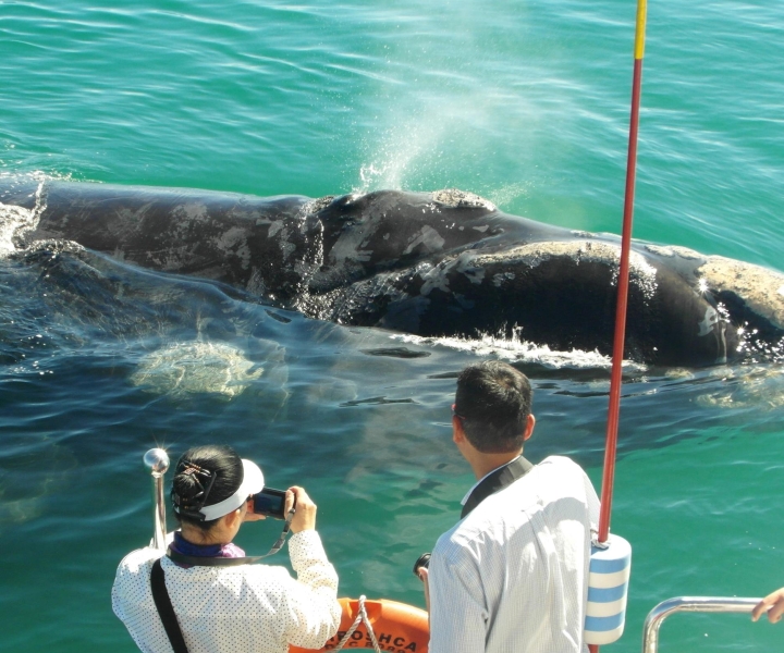 Hermanus: giro in barca con avvistamento di balene e delfini