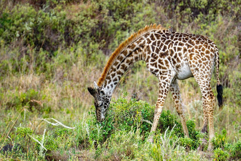 VOO SAFARI DE UM DIA: ZANZIBAR PARA O PARQUE NACIONAL MIKUMI