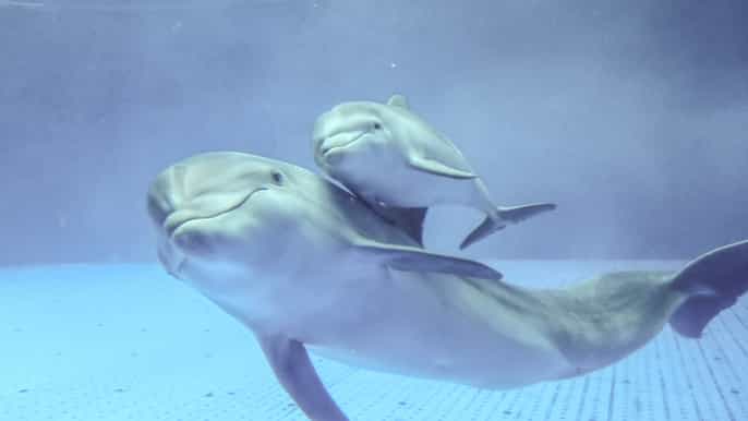 genoa aquarium of genoa guided tour