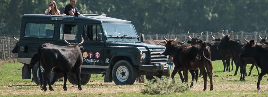 Safari 4x4 en Camargue / Tour VIP 3h30 / Grau du Roi