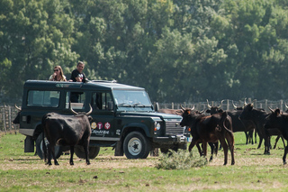 Safari 4x4 in Camargue / VIP Tour 3h30 / Grau du Roi