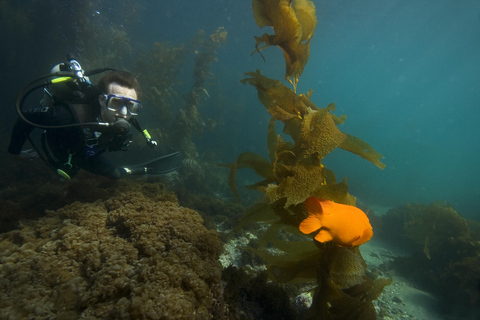 Giornata intera sull&#039;Isola di Catalina con immersioni subacqueeIsola di Catalina con immersioni subacquee