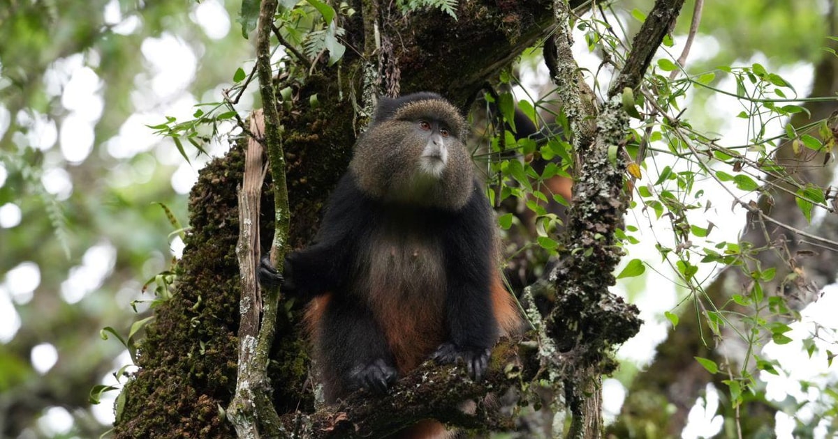3-daagse Oeganda en Rwanda: gorilla's en goudapen safari | GetYourGuide