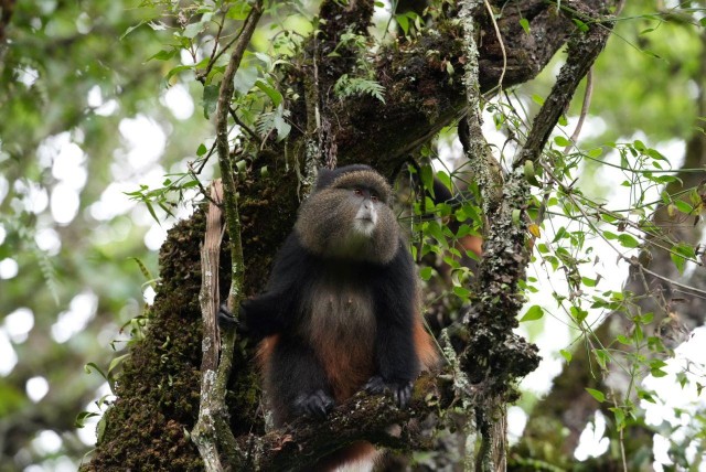 Visit 3-Day Gorilla & Golden Monkeys Experience in Kinigi, Rwanda