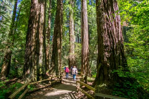 San Francisco: Muir Woods and Sausalito Experience
