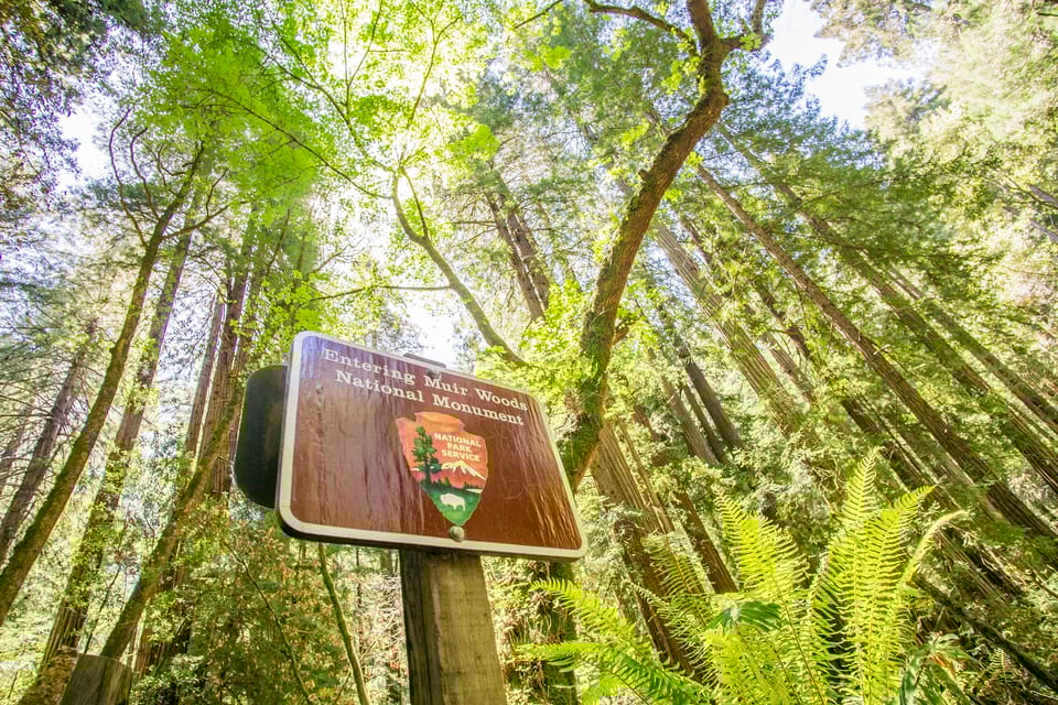 San Francisco: Muir Woods and Sausalito Experience image 2
