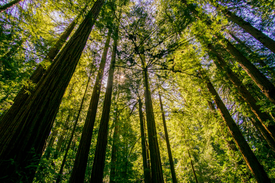 San Francisco: Muir Woods and Sausalito Experience image 3