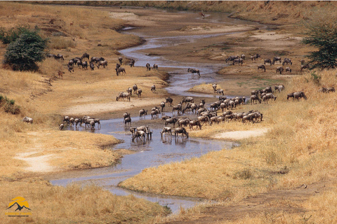 3-Day Wildlife Wonder! Tarangire, Lake Manyara & Ngorongoro.