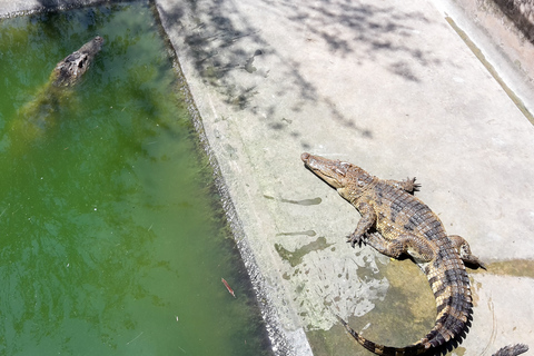 Mekong Delta: My Tho & Ben Tre Full-Day Trip in Small Group