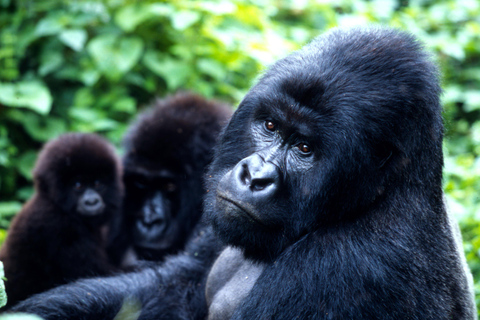 Tour (:) Uganda , Gorilla Trekking at Bwindi National Park