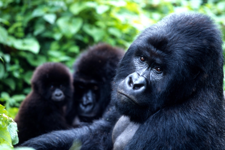 Tour (:) Uganda , Gorilla Trekking at Bwindi National Park