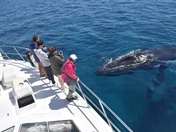 Tour de avistamiento de ballenas desde Busselton, Augusta o Dunsborough